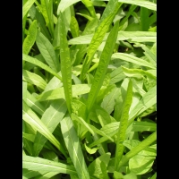 Succisella Inflexa (fam Dipsacacees) (01)